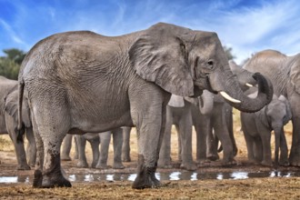 Elephants (Loxodonta africana) at a waterhole, Etosha National Park, Namibia, Africa