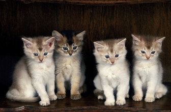 FAWN SOMALI DOMESTIC CAT, KITTEN SITTING