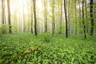 A forest illuminated by sunlight shining through the green leaves and creating a fresh atmosphere,