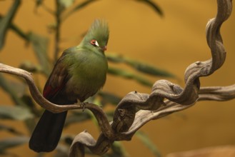 Close-up Guinea turaco. Gdansk, Poland, Europe