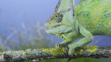 Close-up of mature Veiled chameleon (Chamaeleo calyptratus) eats praying mantis. Cone-head