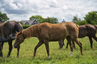 Horses grazing in the pasture