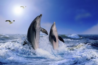 Bottlenose dolphins (Tursiops truncatus) and gulls