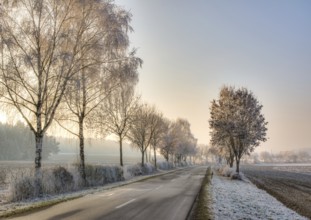 Country road in a winter landscape with frosted trees (Bavaria) (Germany)