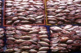 Fish being Packed for delivery to different places, Kerala, South India, India, Asia
