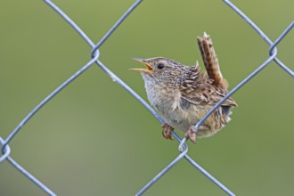 Sedge Wren
