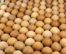 Chicken Egg, Chicken Eggs, Eggs, Display of Chicken Eggs
