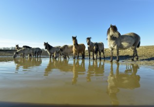 Gray and dun-colored wild horses in winter coat drinking water at the waterhole, Merfelder Bruch,