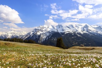 Crocus meadow in the mountains, Zillertal valley, Tyrol, Austria, Europe