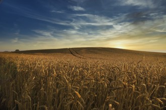 Field of ripening ears of golden wheat at sunset backlit by the sun as it drops below the horizon