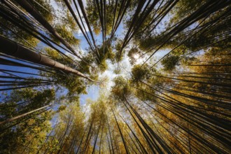 The secret bamboo forest of Fushimi Inari Shrine on a warm spring day near Kyoto Japan