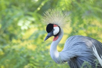 Portrait of grey crowned crane (Balearica regulorum) on green background. Poznan, Poland, Europe