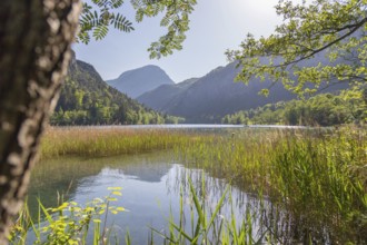Tranquil sunset lake with reed, Thumsee, Germany, Europe