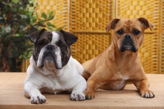 Olde English Bulldog, female, and mixed breed dog (English x French Bulldog), male, Continental