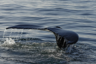 Fluke of humpback whale (Megaptera novaeangliae), Husavik, Iceland, Europe