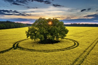 Rape seed field in may
