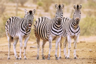 Steppenzebras, eins g