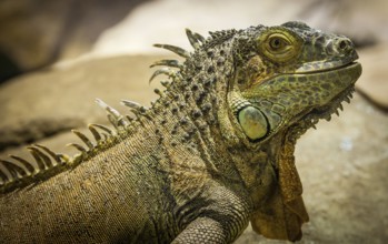 Latin name: Iguana Iguana. Size 150 cm totalling