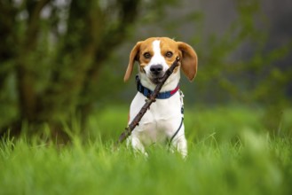 Dog Beagle running and jumping with stick through green grass field in a spring Dog themed