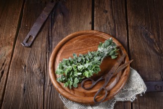 Aromatic oregano (Origanum vulgare)