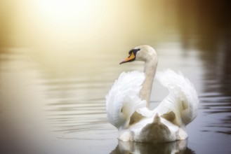 A swan swims on a lake with its wings slightly open