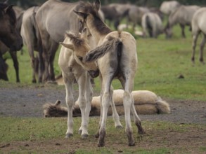 Two foals are facing each other in a pasture, surrounded by other horses, merfeld, North