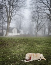 Blonde Labrador in the park in foggy weather, Hamburg 2018