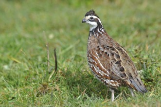Male Northern Bobwhite, Virginia Quail or Bobwhite Quail, Colinus virginianus, a ground-dwelling