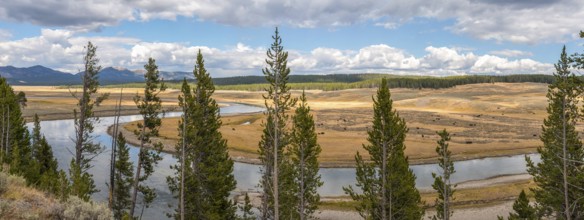 A buffalo herd grazing in the Hayden valley of Yellowstone NP, USA, North America