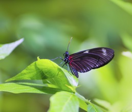 Red Postman butterfly Heliconius Erato Notabilis in green leaf outdoor