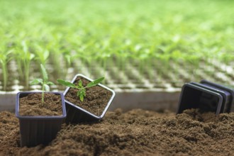 Potted seedlings growing. Small plant growing in clay pot on soil background. Selective focus