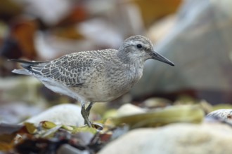 Knot, Calidris canutus