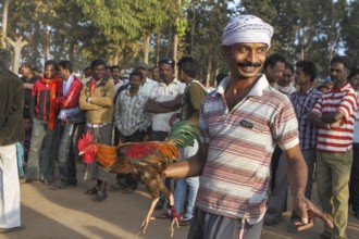 People betting in cock fighter, bastar, chhatisgarh, india, asia