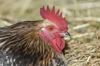 Farmyard rooster portrait with colorful plumage lying in the hay in the sun, free-range breeding in