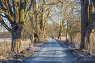 Path through an old avenue. Trees in a winter landscape with ice and frost in a nature reserve.