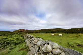 Hilly landscape with green meadows, sheep and stone wall, dry stone wall on the edge of Snowdonia