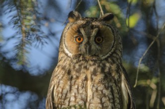 Portrait of long-eared owl (Asio otus) perched in a tree. Bas-Rhin, Alsace, Grand Est, France,