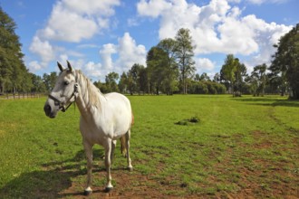 White horse grazing in a green lawn. Pension for breeding purebred Arabian horses