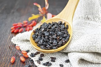 Dried black barberry in a spoon on sacking, sprigs with fresh berries and leaves on a dark wooden