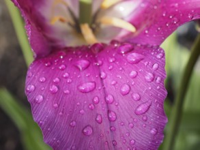 Close-up of a purple flower with water drops on the petals, weseke, westphalia, germany
