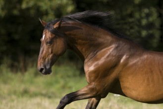 Brown Andalusian gelding galloping in the meadow, Germany, Europe