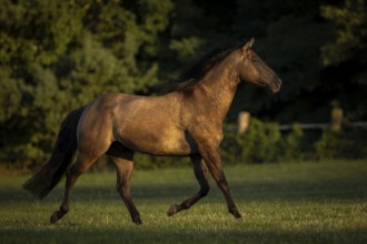 Quarter Horse mare in the evening light on the pasture, Austria, Europe