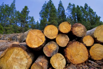 Pine tree felled for timber industry in Orotava Tenerife