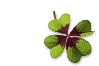 Four-leaf clover cropped on a white background