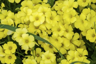 Vinagrillo flowers, Oxalis pes-caprae, orrellafuda, a Talayotic town, Ciutadella, Menorca, Balearic