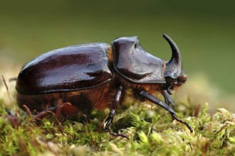 Rhinoceros beetle 1
