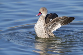 Cape teal (Anas capensis), Cape Teal, Canard du Cap, Cerceta de El Cabo, False Bay Nature Reserve /