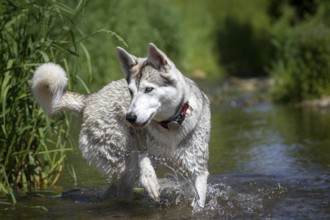 A husky dog runs through the water of a stream in the bank area