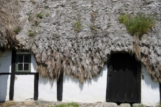 Detail of a medieval farm house with sea grass thatched roof, Denmark, Europe