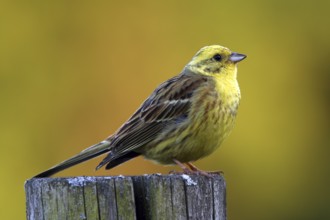 Yellowhammer, Emberiza citrinella, Yellowhammer